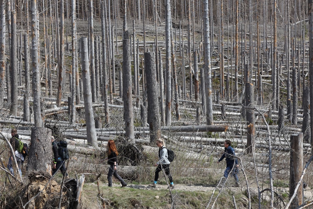 Befeuern die abgestorbenen Fichten im Nationalpark Harz Waldbrände? Das soll eine Studie der Technischen Universität Dresden klären. Dies war unter anderem Thema der Gesprächsrunde am Samstag auf dem Brocken.