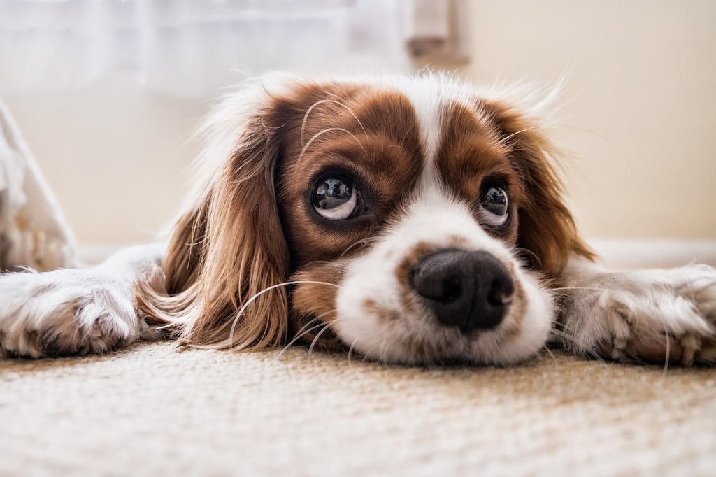 Die richtige Selbsteinschätzung des Halters und die Wahl des Hundes entscheiden oft über mehr als zehn Jahre, ob das Zusammenleben komplikationsarm bleibt, oder nicht. Eine Magdeburgerin verrät die besten Tipps. Symbolbild: