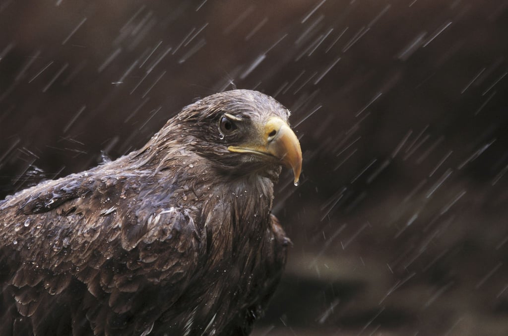 Wegen der Verwendung bleihaltiger Jagdmunition sind Greifvogel-Populationen in Europa deutlich kleiner als sie eigentlich wären. Unter anderem Seeadler leiden unter dem giftigem Metall.