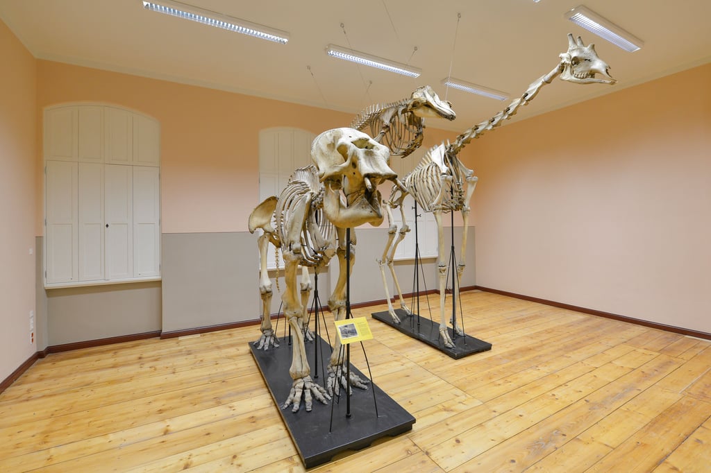 In der Zoologischen Sammlung sind nach der Renovierung nun zum ersten Mal Skelette von Elefant, Pilotwal und Giraffe zu sehen.
