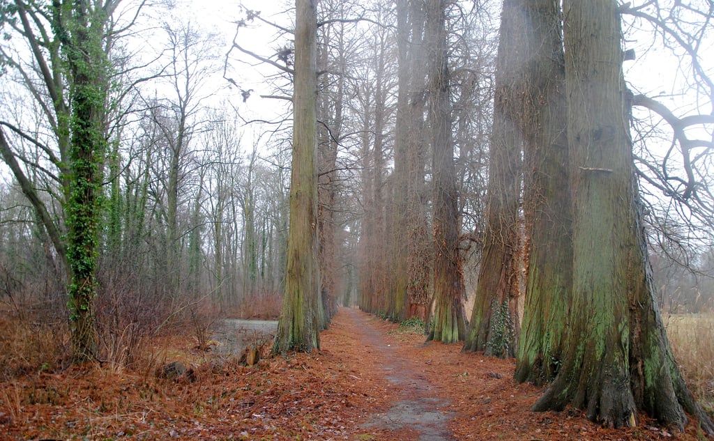 Die berühmte Sumpfzypressenallee im Beetzendorfer Park wird durch das Wasser gespeist, das über den Klenzmann-Stau hierher gelangt. Durch den desolaten Zustand der Anlage kommt allerdings immer weniger Nass an, so dass die Naturattraktion in ernster Gefahr ist.