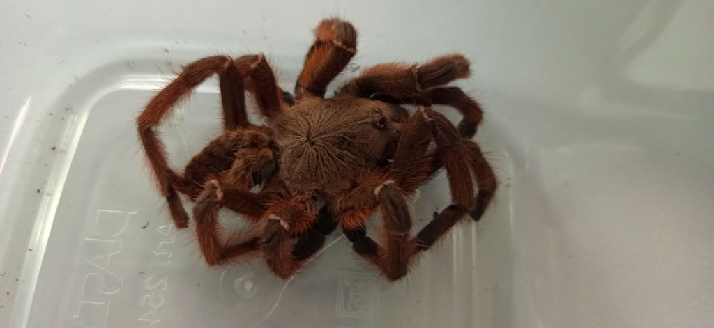 Eine Frau hat am Mittwochmorgen eine Vogelspinne in einer Plastikbox in der Nähe einer Mülheimer S-Bahnstation gefunden.