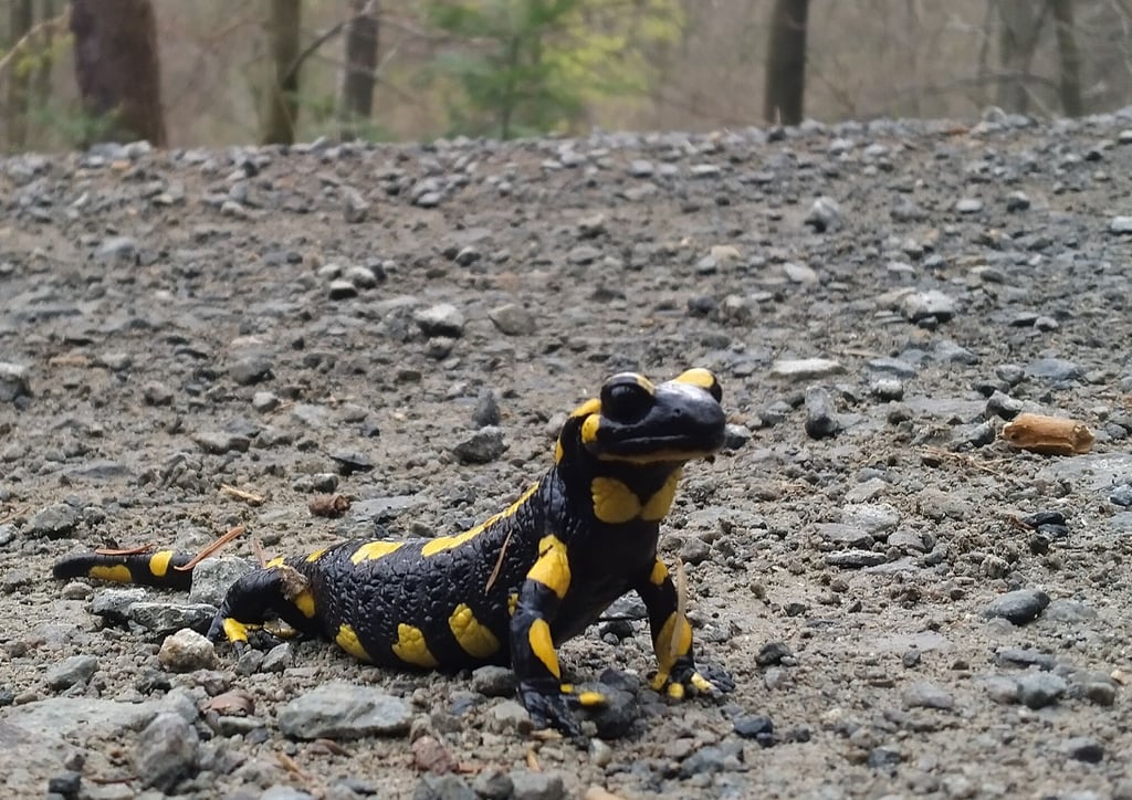 Im Frühjahr wandern Feuersalamander im Harz - wie hier an der Steinernen Renne südwestlich von Wernigerode - zu ihren Laichgewässern.