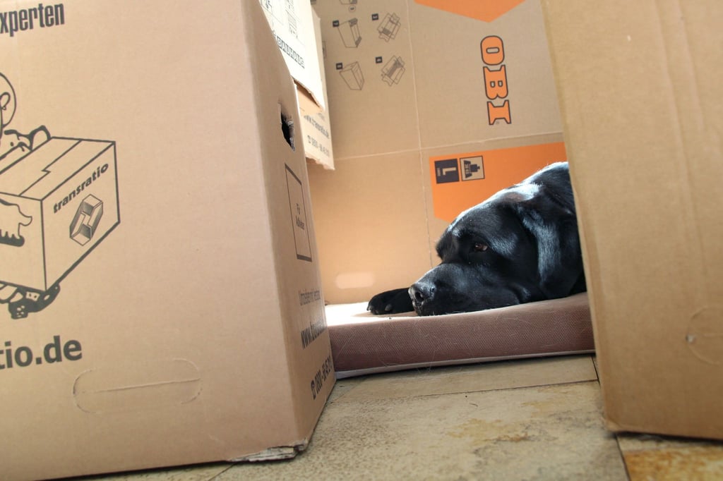 Es gibt Hunde, für die ist die Welt in Ordnung, wenn der Mensch da ist, auf den sie fixiert sind.