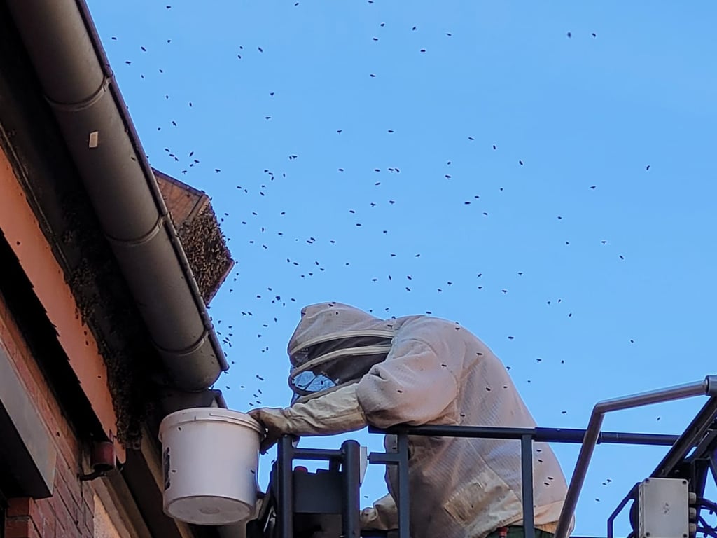 Imker Karl-Heinz Sperfeldt näherte sich über eine Drehleiter der Burger Feuerwehr dem Bienenschwarm.