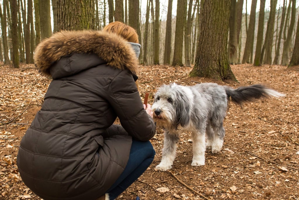 Eine Antigiftköder-Trainingsübung ist der Rückruf. Da wird etwa im Wald ein Stück Futter ausgelegt. Rennt der Hund hin, wird er vorm Erreichen zurückgerufen. Gehorcht er, bekommt er ein Leckerli.