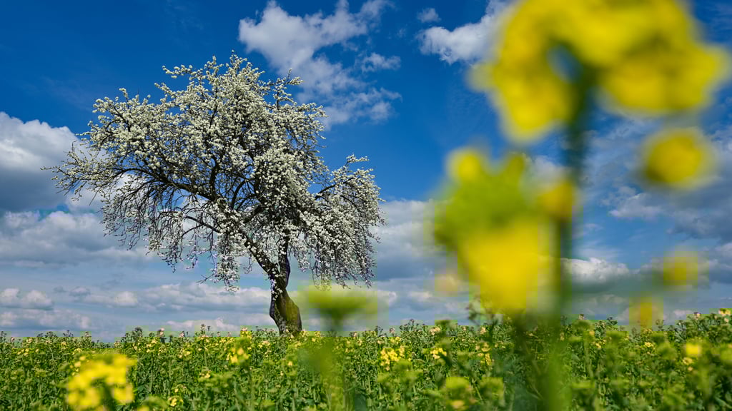 Was sagen die Bauernregeln über das Wetter im Mai?