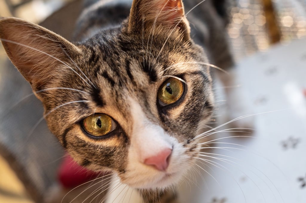 Starren gilt unter Katzen eigentlich als unhöflich. Doch die Stubentiger haben gelernt, dass es beim Menschen zu Aufmerksamkeit führt.