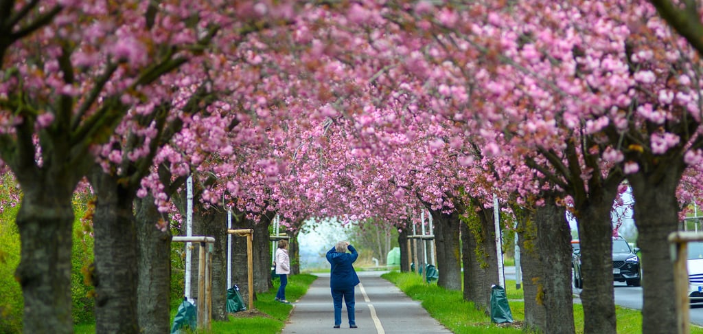 Im April blühen regelmäßig die Zierkirschen im Magdeburger Holzweg.