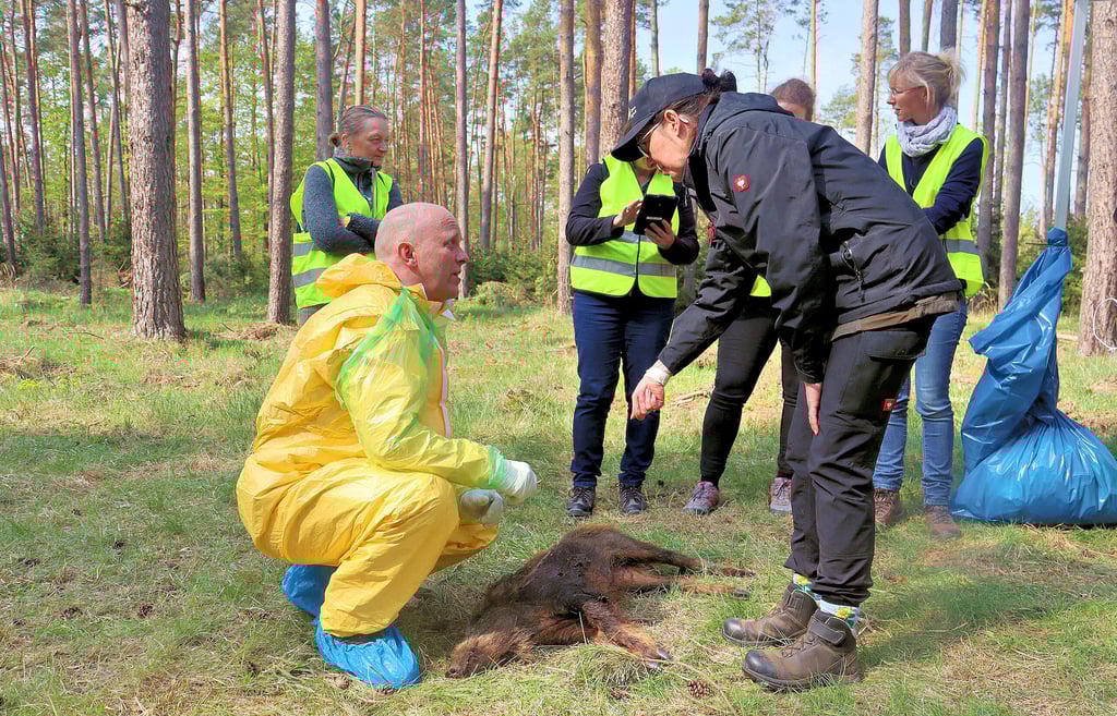 Mit korrekt angelegter Schutzausrüstung entnimmt der Magdeburger Jan Driesnack erstmals eine Probe am aufgespürten Kadaver.