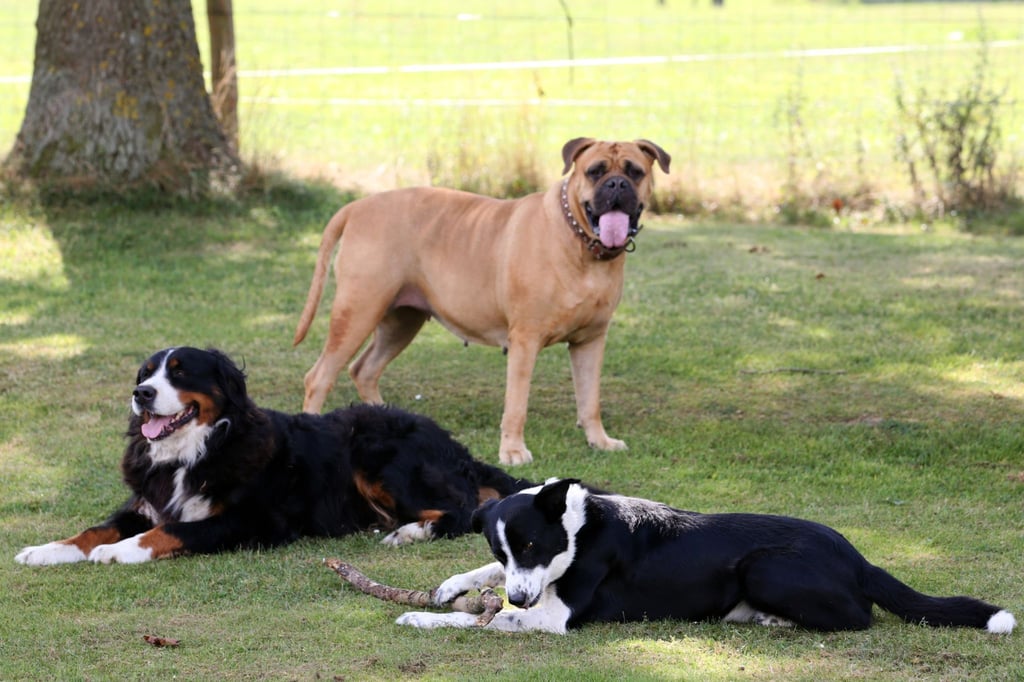 Hunde orientieren sich schnell an neuen Bezugspersonen. Die Länge der Abwesenheit spielt kaum eine Rolle, da Hunde kein Zeitgefühl haben.