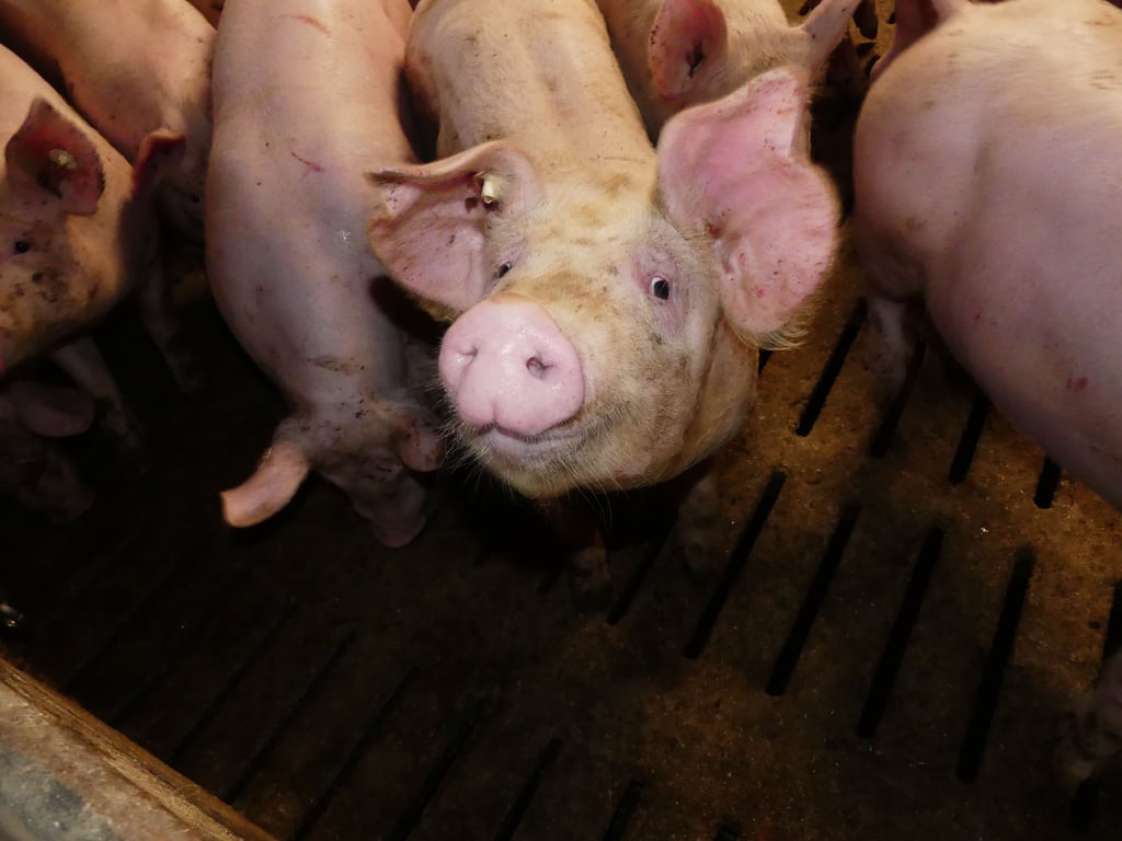 Schweine in der Nachbarschaft sind nicht unbedingt gern gesehen.