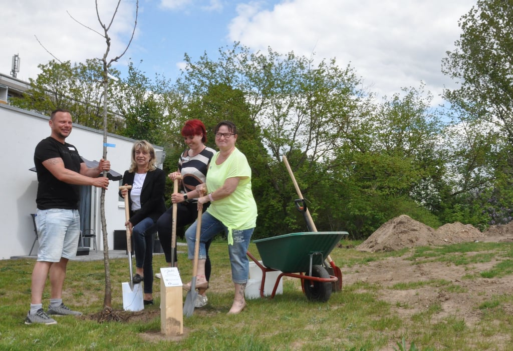Das Humanas-Team pflanzt einen Sauerkirsch-Baum auf dem Grundstück des Wohn-Konzepts.