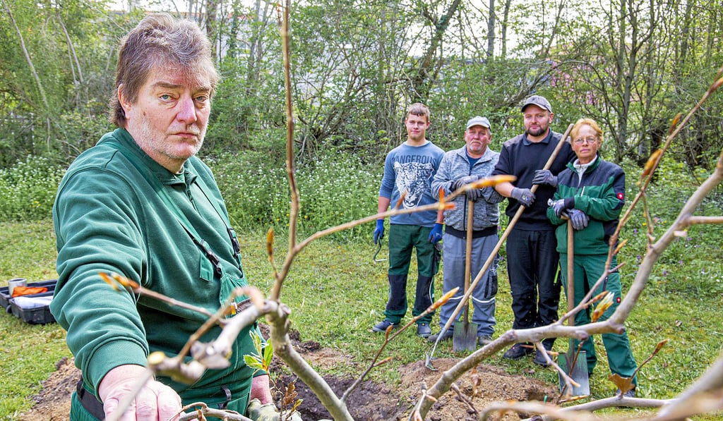 Jost Rieche feiert sein 30. Firmenjubiläum und pflanzte dafür eine Blutbuche im Kurpark.