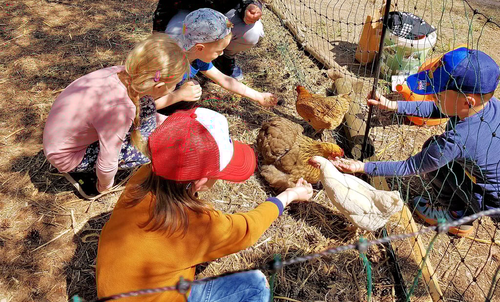 Das Hühnerprojekt in Mochau kam in der Kindertagesstätte sehr gut an.