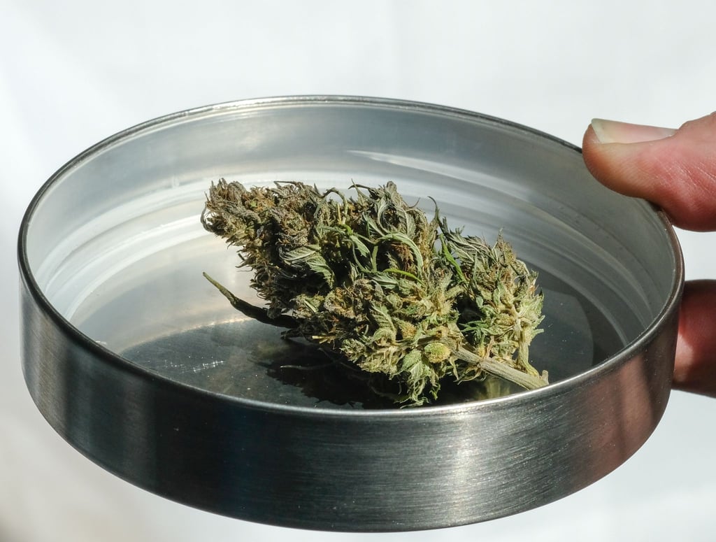 Eine getrocknete Cannabisknospe. Der angestrebte Kurswechsel in der Cannabis-Politik soll langsam angegangen werden.