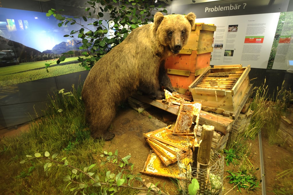 Der bayerische Problembär Bruno ist ausgestopft im Museum in München gelandet. Als Vegetarier wäre ihm das nicht passiert.