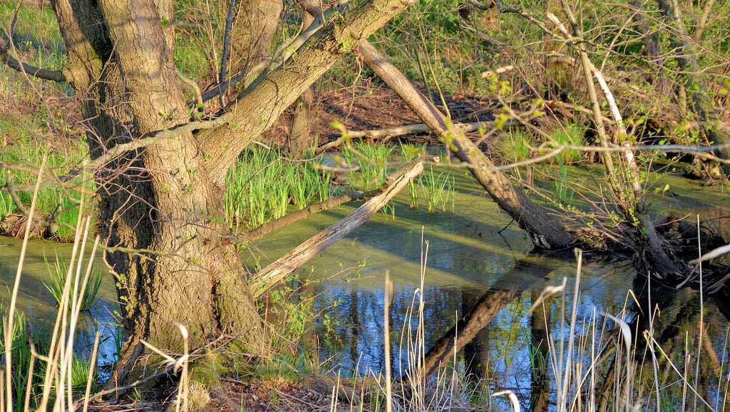 Weil der Bereich der Dornburger Alten Elbe vom Fluss abegschnitten wurde und somit kein Austausch mehr stattfindet, begann vor Jahren der Prozess der Verlandung. Dabei geht das Gewässer immer weiter zurück und es entsteht Schlamm und Morast. Diesem will BUND und NABU mit einem Großprojekt entgegenwirken.