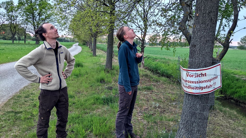 Felix Froch und Henrike Wild von der Hochschule Anhalt auf der Suche nach Eichenprozessionsspinnern im Drömling. Noch sind die Raupen sehr klein, in ein paar Wochen bereiten sie aber große Probleme. Das Besprühen mit Nematoden soll das verhindern.