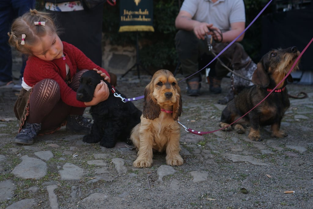 Auf Schloss Hundisburg wird der Grüne Sonntag gefeiert. Mittags waren bereits über 800 Gäste anwesend. Die zehnwöchigen Cockerspaniel-Welpen zogen fast mehr Blicke auf sich, als die Bläser selbst.