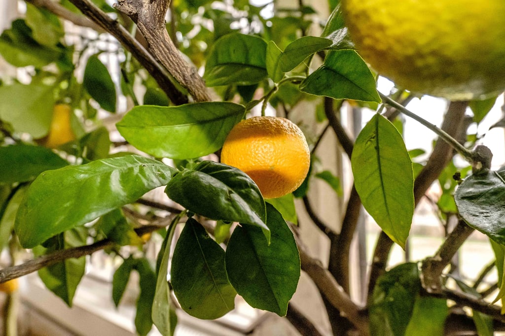 Orangen stehen im Mittelpunkt.