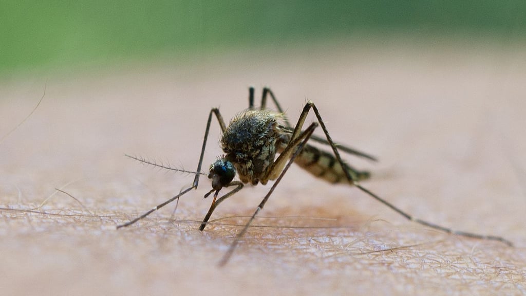 Erreger wie das West-Nil-Virus befallen inzwischen auch Tiere an Elbe und Saale.