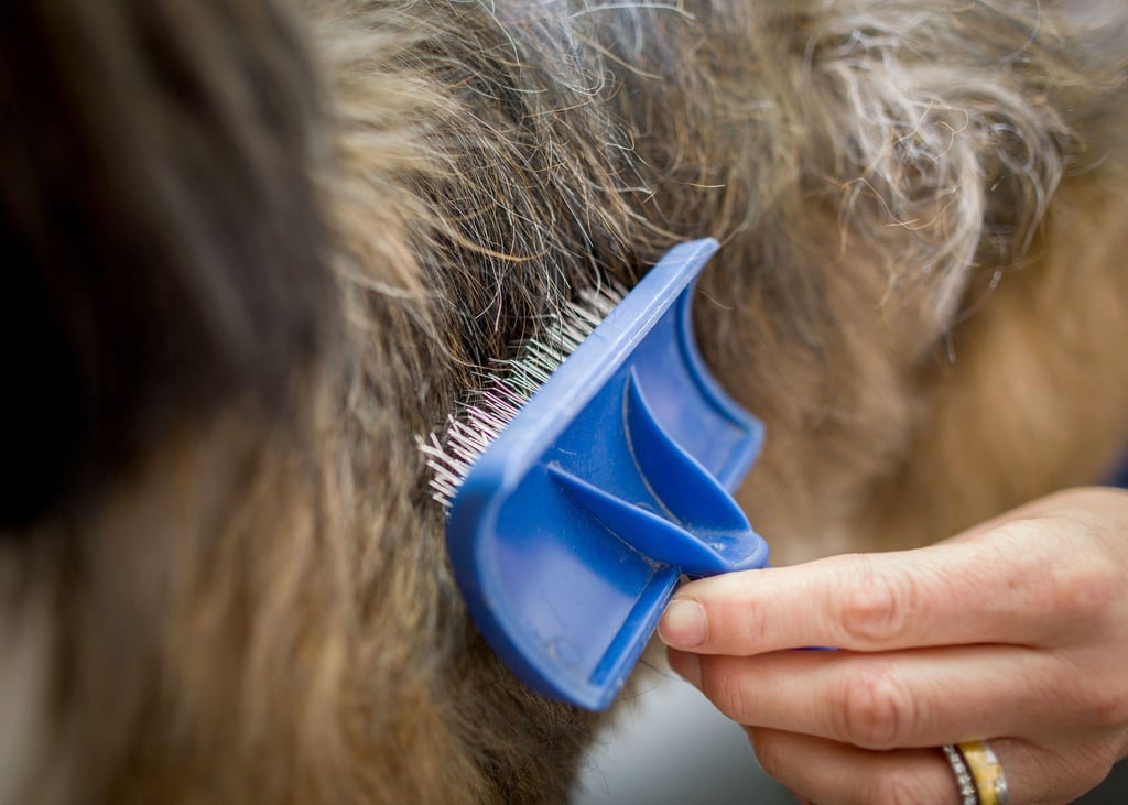 Ausgekämmte Haarbüschel ihrer Hunde sollten Halter am besten in der Tonne entsorgen.