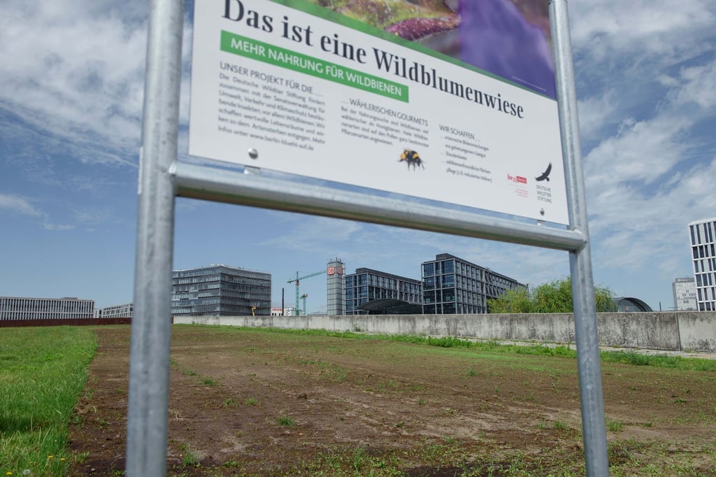 Auf einer Freifläche im Spreebogenpark wurde 2019 eine Wildblumenwiese angepflanzt. die Blühflächen schützen erfolgreich Bienen und auch andere Insekten.