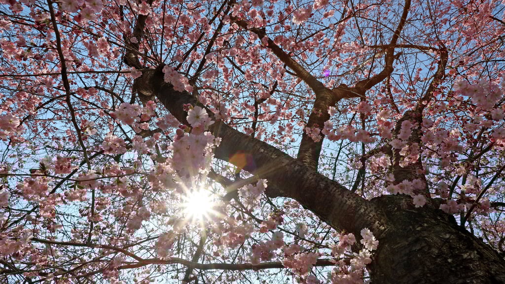 Dass die Eisheiligen wärmer ausfallen als gedacht, ist laut einigen Experten kein Zufall. Foto: Rene Traut/