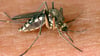 Das West-Nil-Virus verbreitet sich vor allem durch Stechmücken. Einige Infizierte entwickeln grippeähnliche Symptome und Fieber.