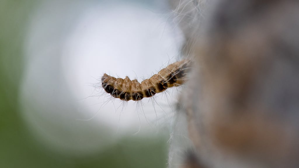 Allergische Reaktionen oder Atembeschwerden: Der Eichenprozessionsspinner kann für Menschen aber auch Tiere gefährlich werden. Foto: Bernd Thissen/