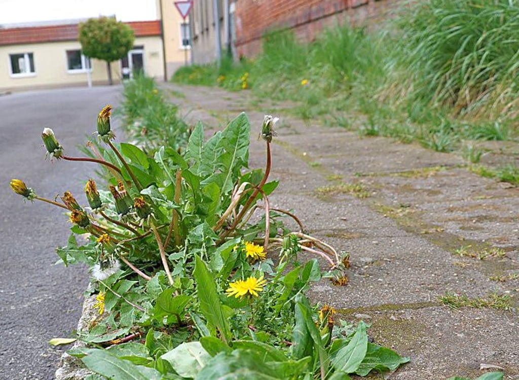 Wild wucherndes Grün auf dem Bürgersteig am früheren Dienstleistungsbetrieb in Osterburg.
