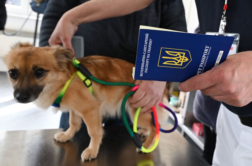 Hunde und Katzen flüchten zusammen mit ihren Haltern aus der Ukraine.