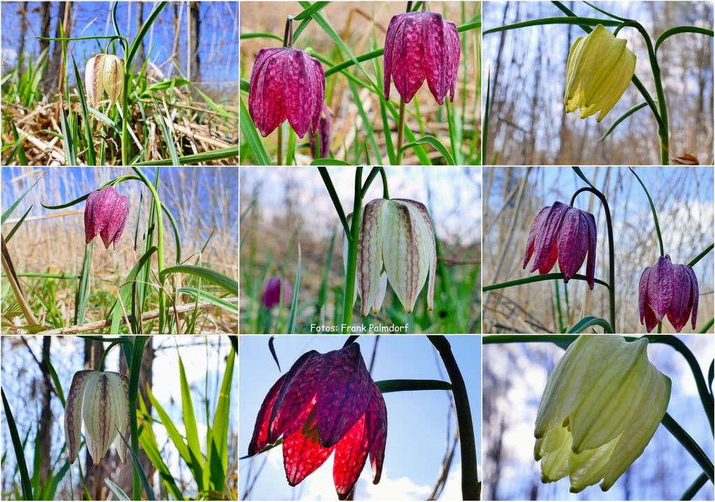 Eine Foto-Collage von der farblichen Vielfalt der Schachbrettblumen auf dem Flächennaturdenkmal am Gardelegener Rienbeckweg.