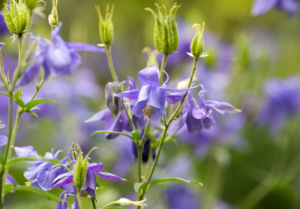 Akeleien bilden dünne, elegante Triebe mit Blüten, die oft nach unten zeigen.