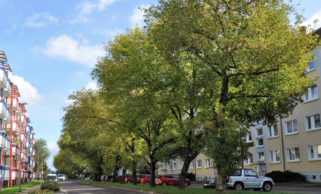 In der Gröblerstraße müssen Bäume nachgepflanzt werden. Jetzt steht die Wahl der neuen Baumsorte an.
