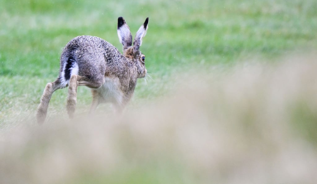 Auf Deutschlands Feldern tummeln sich immer mehr Feldhasen. Im Frühjahr 2021 waren es im Schnitt 16 Tiere pro Quadratkilometer, wie der Deutsche Jagdverband (DJV) mitteilte.