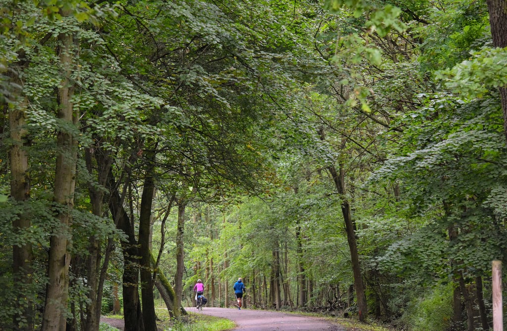Da die Salzmünder Straße durch die Dölauer Heide führt, muss während der Bauarbeiten der Naturschutz besonders beachtet werden. Von Dölau nach Nietleben soll ein neuer Radweg entstehen.