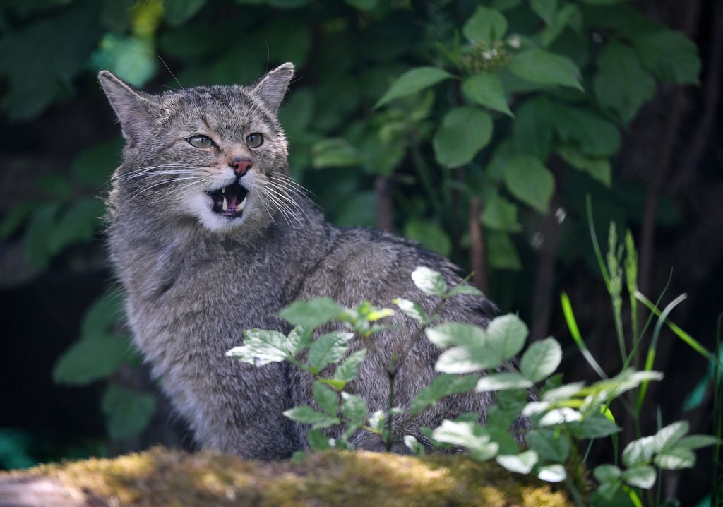 Die Wildkatze gilt in Europa als streng geschützt Art und steht bundesweit unter Beobachtung.