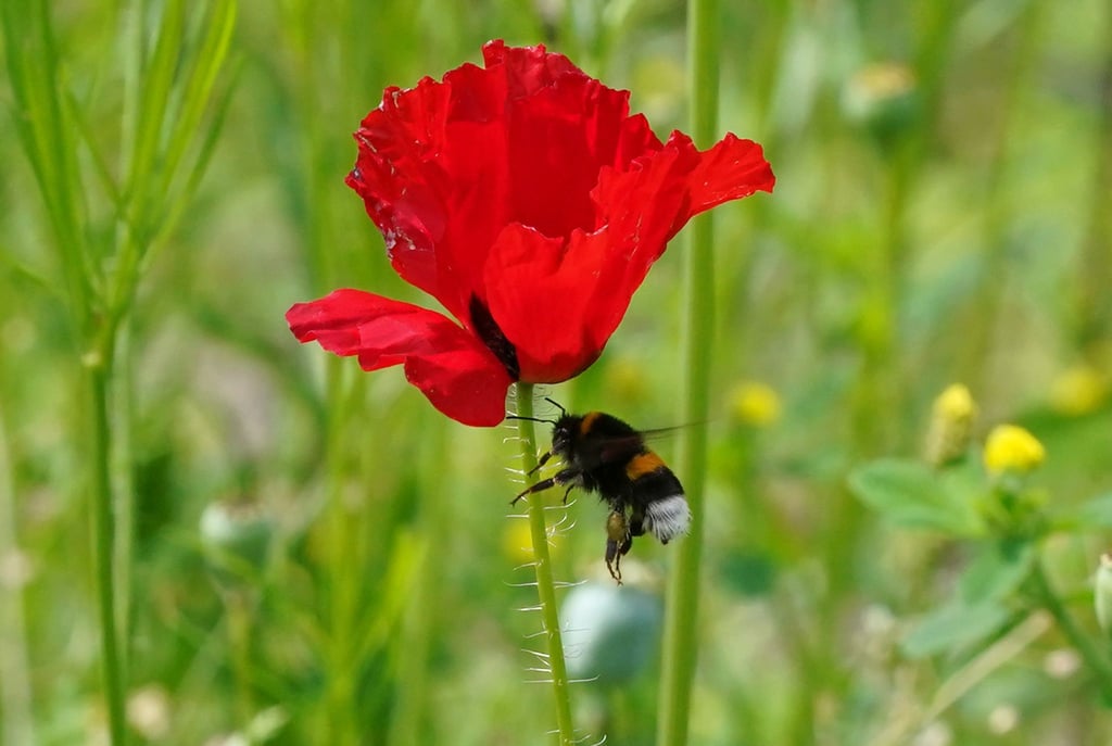Eine Hummel fliegt an eine Blüte auf einer Wildblumenwiese im Park „Planten un Blomen“. Schon vier Quadratmeter Wildblumenwiese in einem Garten können eine wertvolle Oase für Insekten sein.
