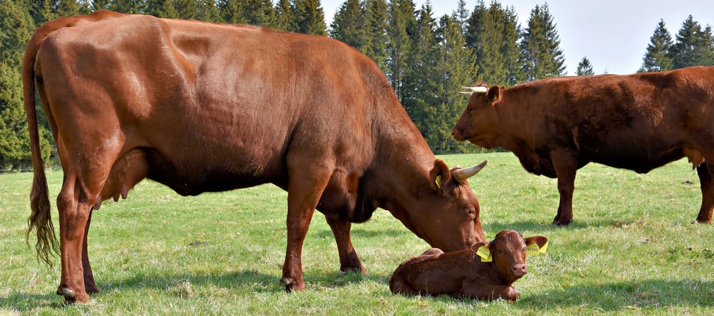 Die Harzkühe des Brockenbauern in Tanne sind auf ihre Weiden gewechselt, zum Beispiel an der Hühnerbalz bei Tanne. Einige Kälbchen sind dort schon zur Welt gekommen.