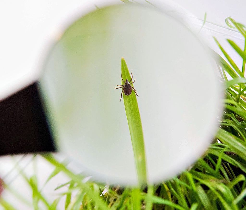Im Landkreis Börde treten im Landesvergleich die zweitmeisten Borreliose-Fälle auf. Wie kann man sich schützen? Und ist es sinnvoll, sich hier eine FSME-Impfung geben zu lassen?