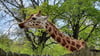 Die Weibchen Shani und Zahra&nbsp;sind derzeit die einzigen Giraffen, die im Zoo Magdeburg leben - noch.