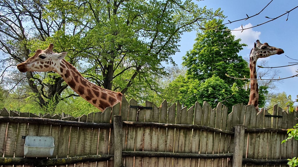 Die Weibchen Shani und Zahra sind derzeit die einzigen Giraffen, die im Zoo Magdeburg leben - noch.