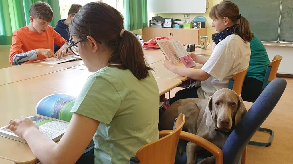 Während die Jungen und Mädchen der Klasse 8b sich etwas durchlesen, ist der zwölfjährige Schulhund Ajax immer bei ihnen.