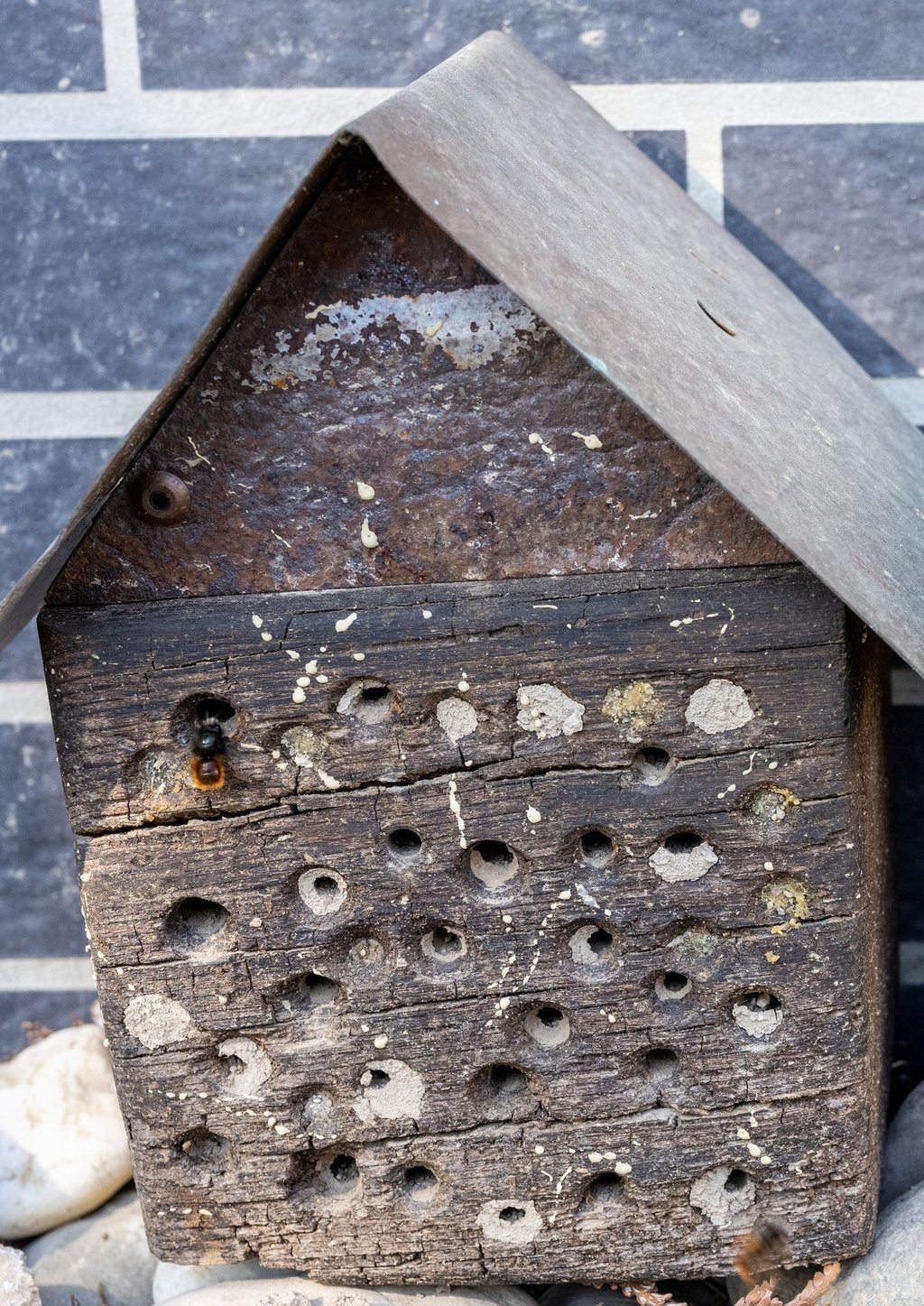 Aus einem Bienenhotel schlüpft eine Gehörnte Mauerbiene (Osmia cornuta). Diese Wildbiene gehört zu den Arten, die sich an das Leben in Siedlungen angepasst haben.