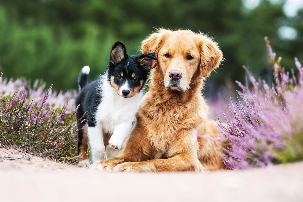 Einen gut sozialisierten erwachsenen Hund zum Freund zu haben, ist für Welpen ein Segen.