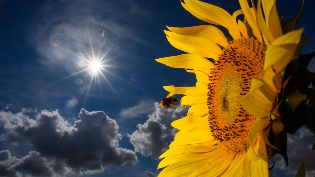 Wie wird das Wetter am Wochenende in Sachsen-Anhalt? Foto: Klaus-Dietmar Gabbert/Symbol/