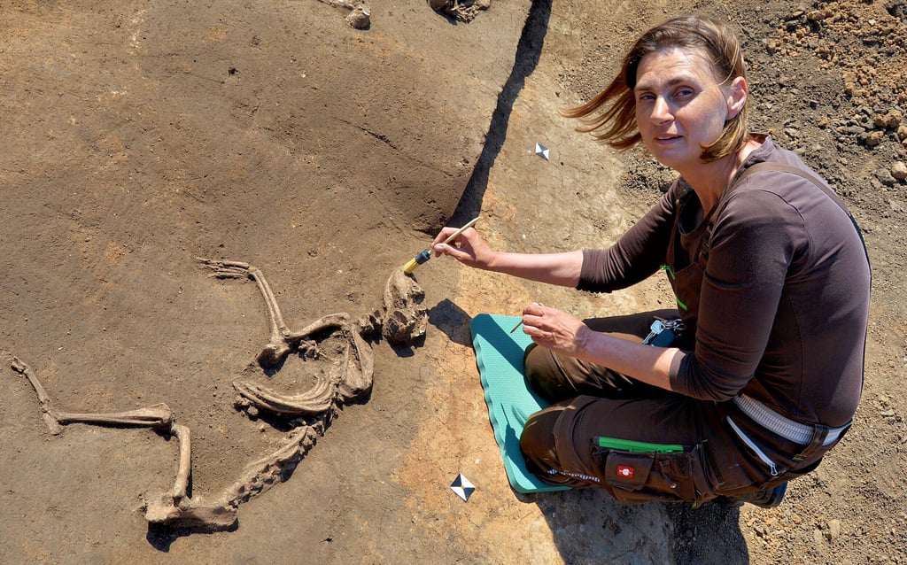 Archäologin Carola Oelschlägel untersucht ein etwa 5.000 Jahre altes Hundeskelett, das bei Ausgrabungen neben dem Agricolagymnasium in Hohenmölsen in einer Tiefe von etwa 1,80 Meter gefunden wurde.