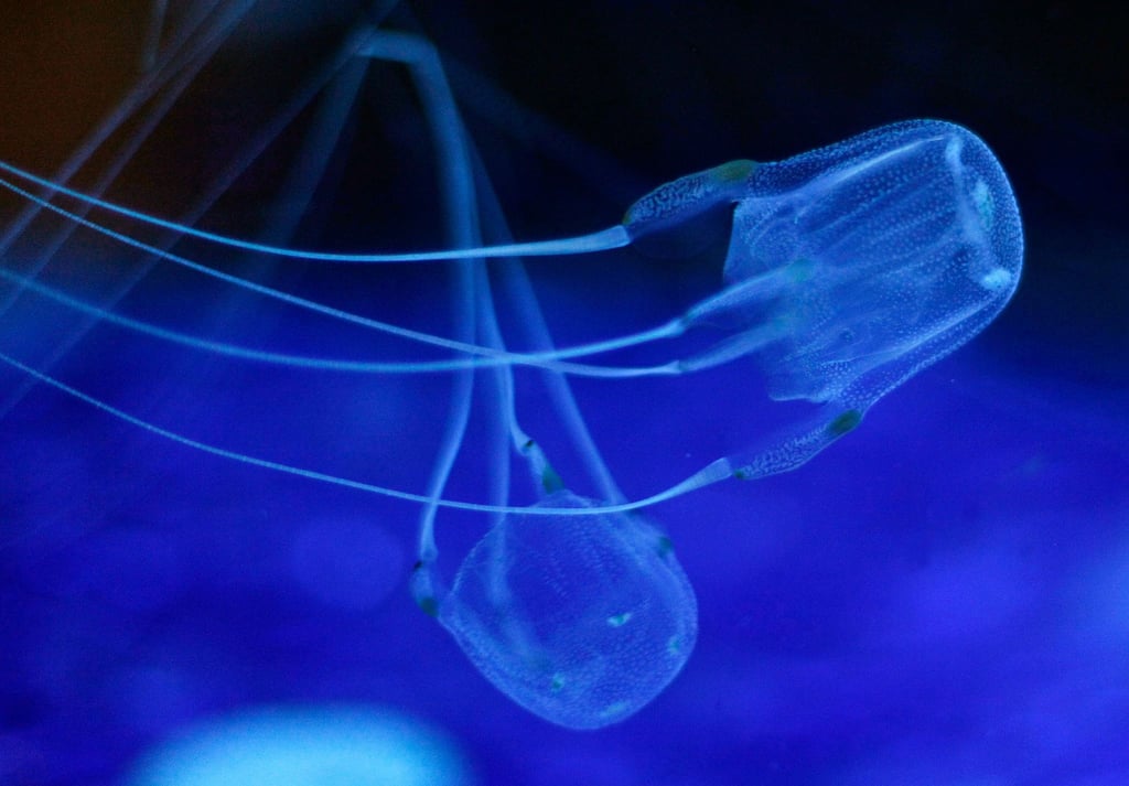 Zwei Würfelquallen beim Schwimmen im Two Oceans Aquarium. Sie gehören zur Gruppe der Seewespen. Diese gelten als die giftigsten Tiere der Welt. Ihre Nesselzellen können einen Menschen innerhalb weniger Minuten töten.